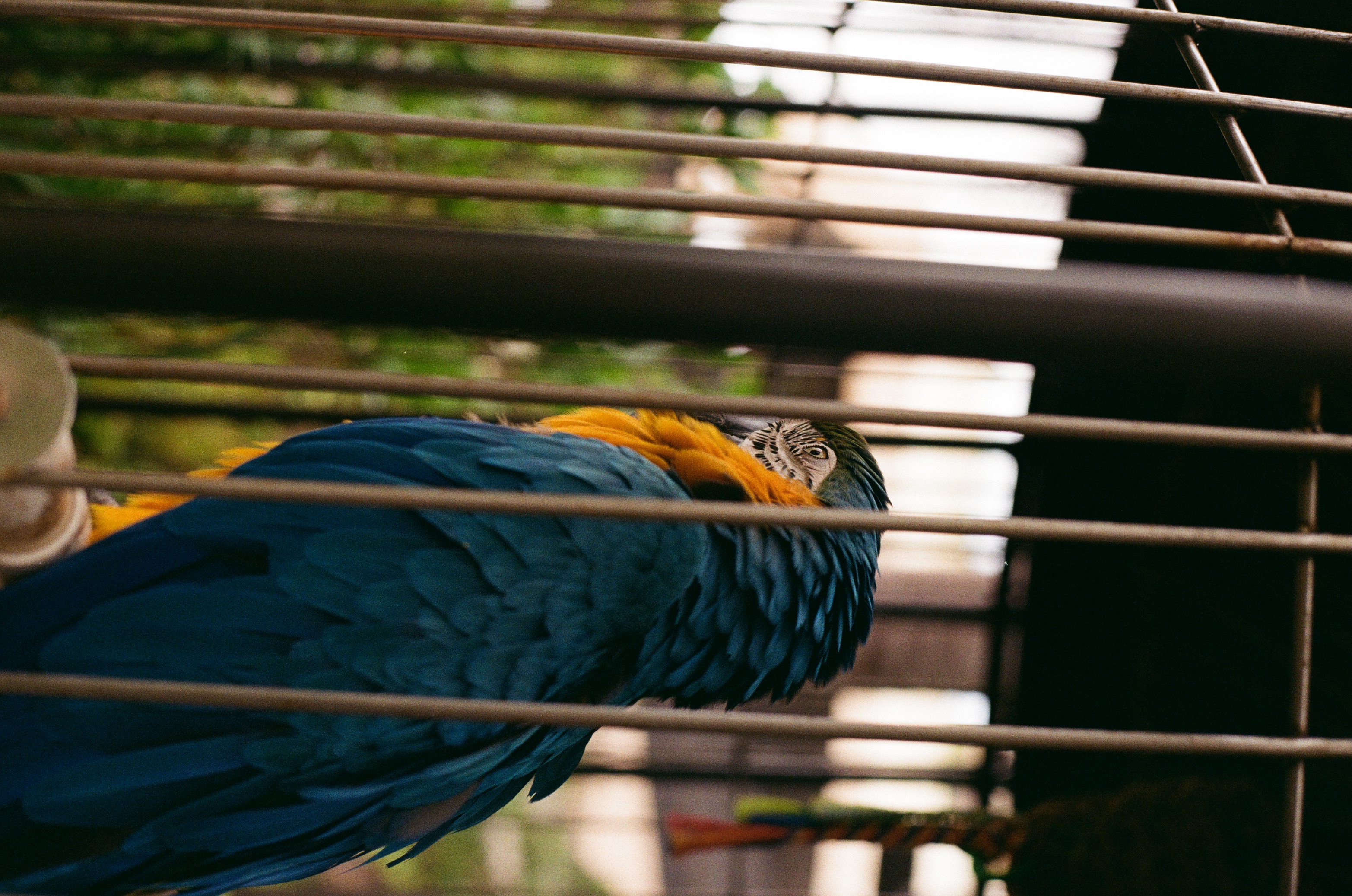 img/A parrot that was at our hotel on Maui