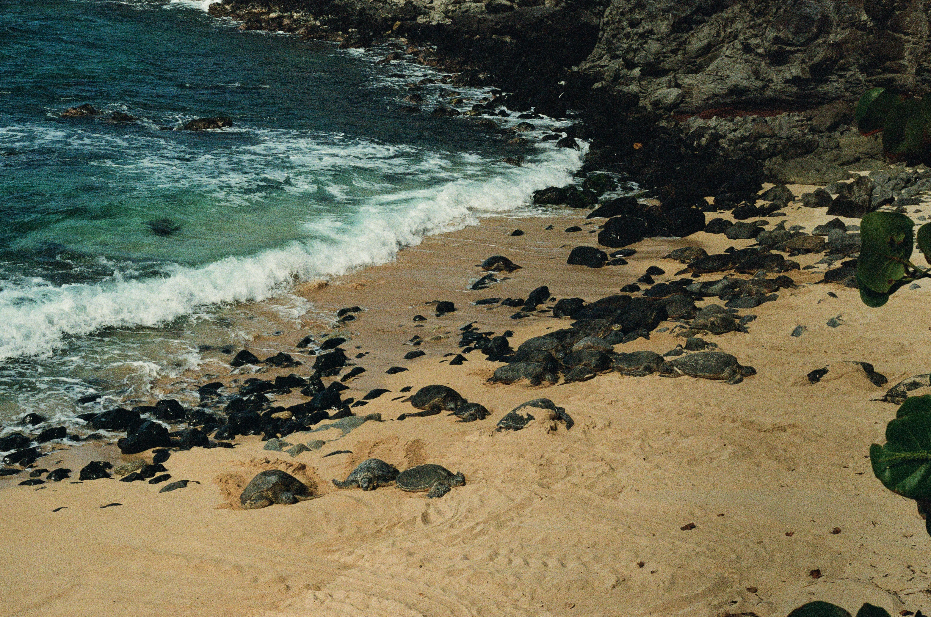 img/A bunch of turtles sleeping on a popular surf beach